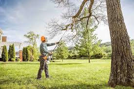 How Our Tree Care Process Works  in  Dayton, MN