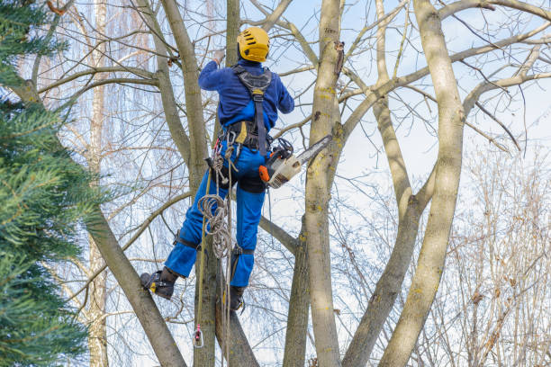 Professional Tree Care in Dayton, MN